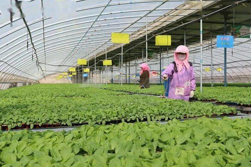 临泽多措并举，奏响生态绿色农业主旋律