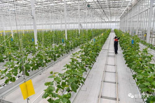 智慧农业 赵春江院士谈现状与未来技术开发方向