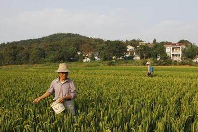 绿色农业发展的技术瓶颈与突围之路