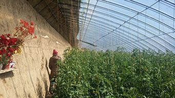 赤峰市盈润农业高新技术开发 新型大棚保温被引领农业技术新变革