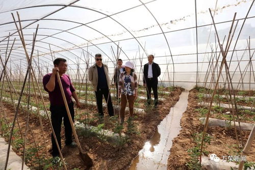 筑牢防寒屏障 护航蔬菜生产——县农产品发展服务中心技术人员深入一线指导蔬菜霜冻管理