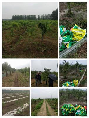 中医农业新实践 德禾正中药肥赋能湖南种植区，谱写绿色高产新篇章