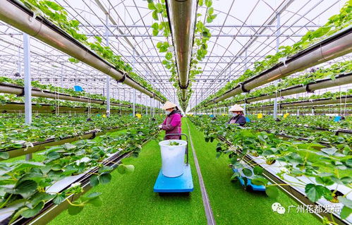 科技兴农 绿沃川以现代智慧农业驱动农民就业增收与农业技术革新