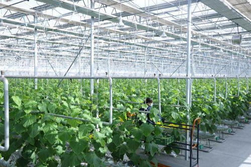 花正开，农正忙，果正香——农业技术开发引领新时代田园交响曲