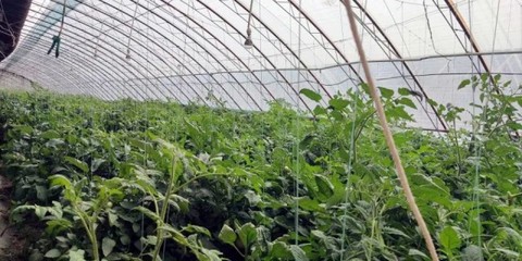 八师石河子市科技调研组赴六师交流学习，助力设施农业技术开发与创新