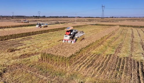 科技为翼，规模为基，融合为墨 绘就农业现代化发展新图景