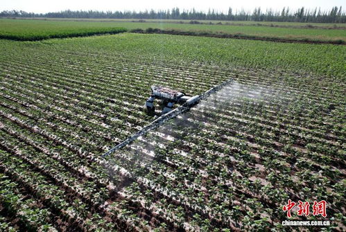 新疆兵团 新型机器人赋能农业发展，科技引领农业技术开发