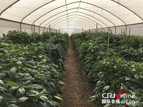 中以农业科技合作全面深入发展，推动农业技术开发迈向新高度